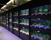 ������ ������������ ������ ��� ����