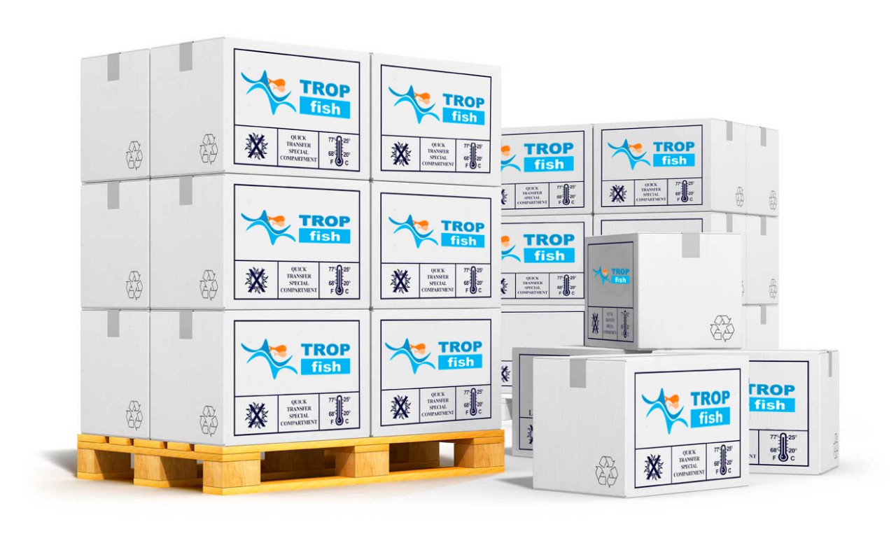 ��������������� ����������� ���