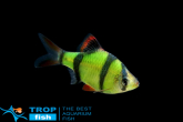 ������ ������������� ������� GloFish
