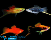 ���������� �����