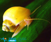 ������ �������� �����